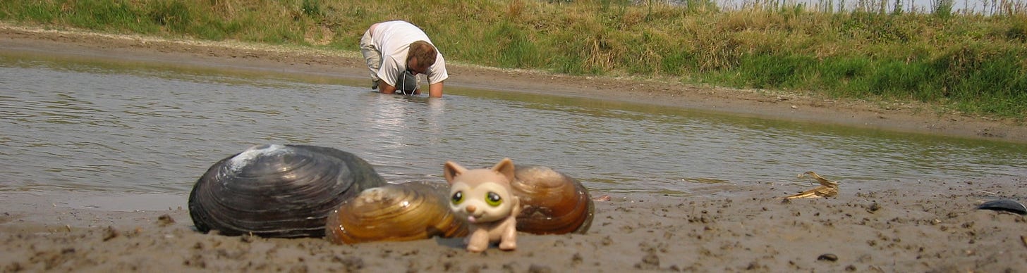 Field picture of sampling mussels from a fish pond, with mussel specimens in the foreground. Field picture of sampling mussels from a fish pond, with mussel specimens in the foreground.