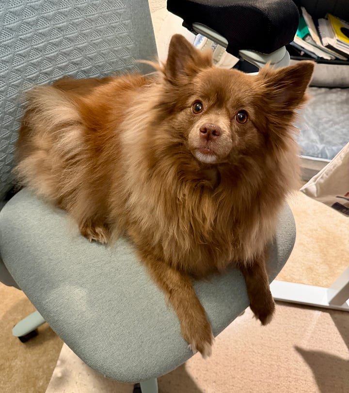 Elderly silver tabby cat laying on desk among notebooks and a keyboard (left). Small brown dog laying in my chair (right).