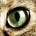 Chris Bergstresser's avatar
