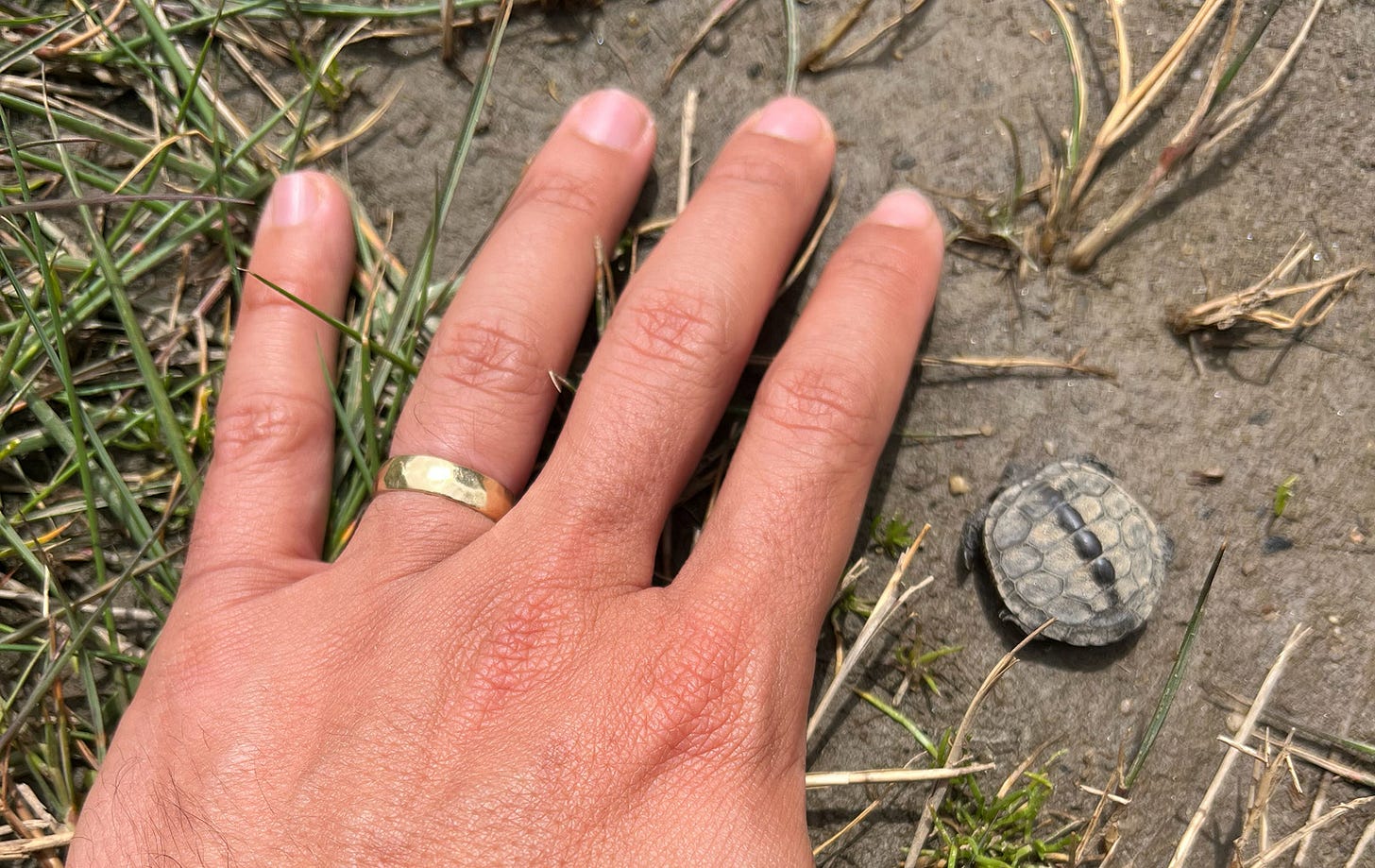 a hand with a weddling ring on it pressed against the ground. there is a tiny turtle next to the hand, perhaps half the length of the pointer finger.