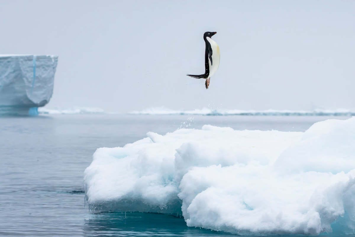 un pingüino salta del agua para subirse a un bloque de hielo, está en una postura muy recta, perpendicular al agua