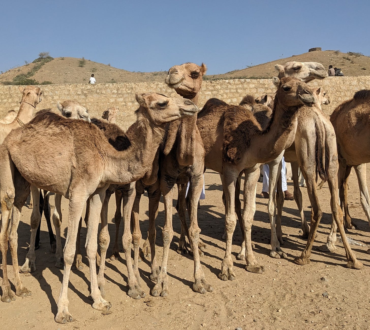 Four light-colored camels pose during market day in Eritrea. There is dust underfoot and a bright blue sky. Four light-colored camels pose during market day in Eritrea. There is dust underfoot and a bright blue sky.