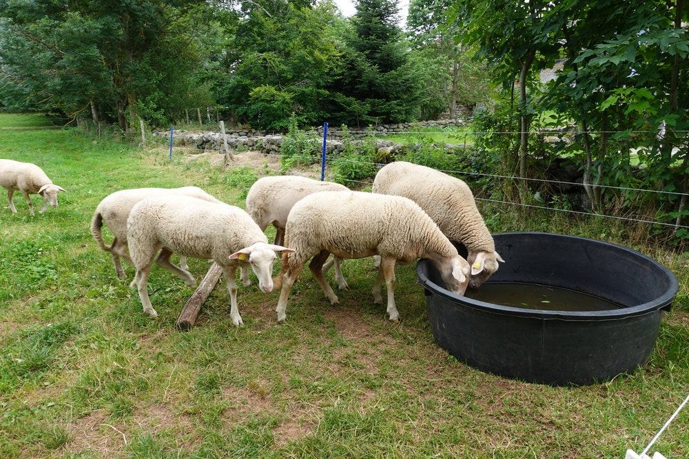 Sheep in French Countryside, Moudeyres Village Sheep in French Countryside, Moudeyres Village
