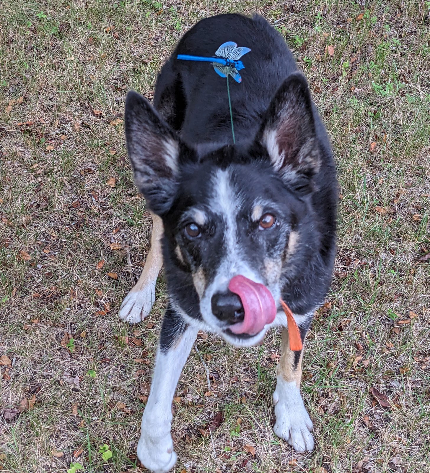 Dog with plastic dragonfly attached to his collar and "flying" above his head