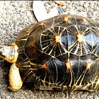 世界で最も美しい亀。ホウシャガメという亀