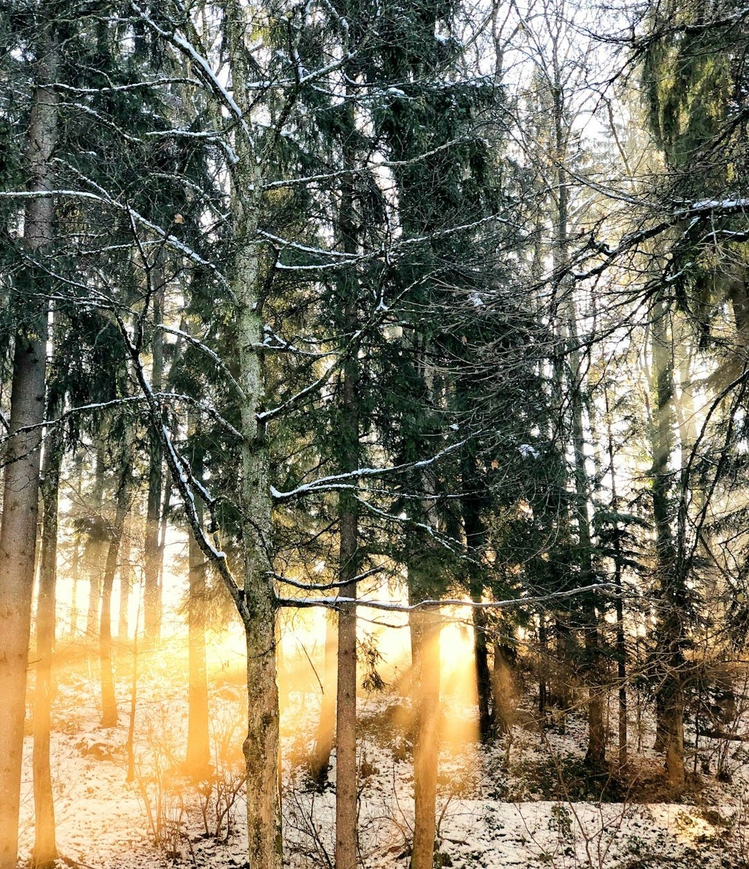forest photo during daytime