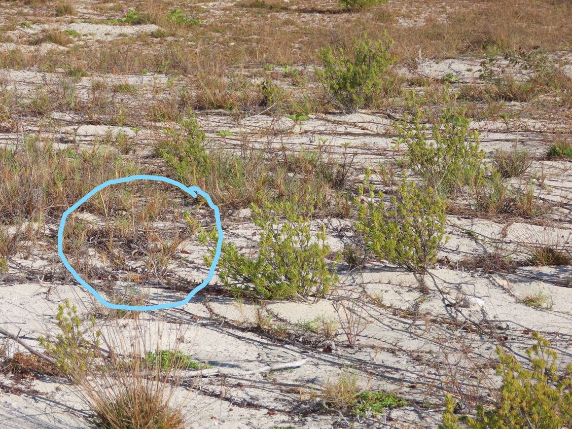 Antillean Nighthawk Nest Site