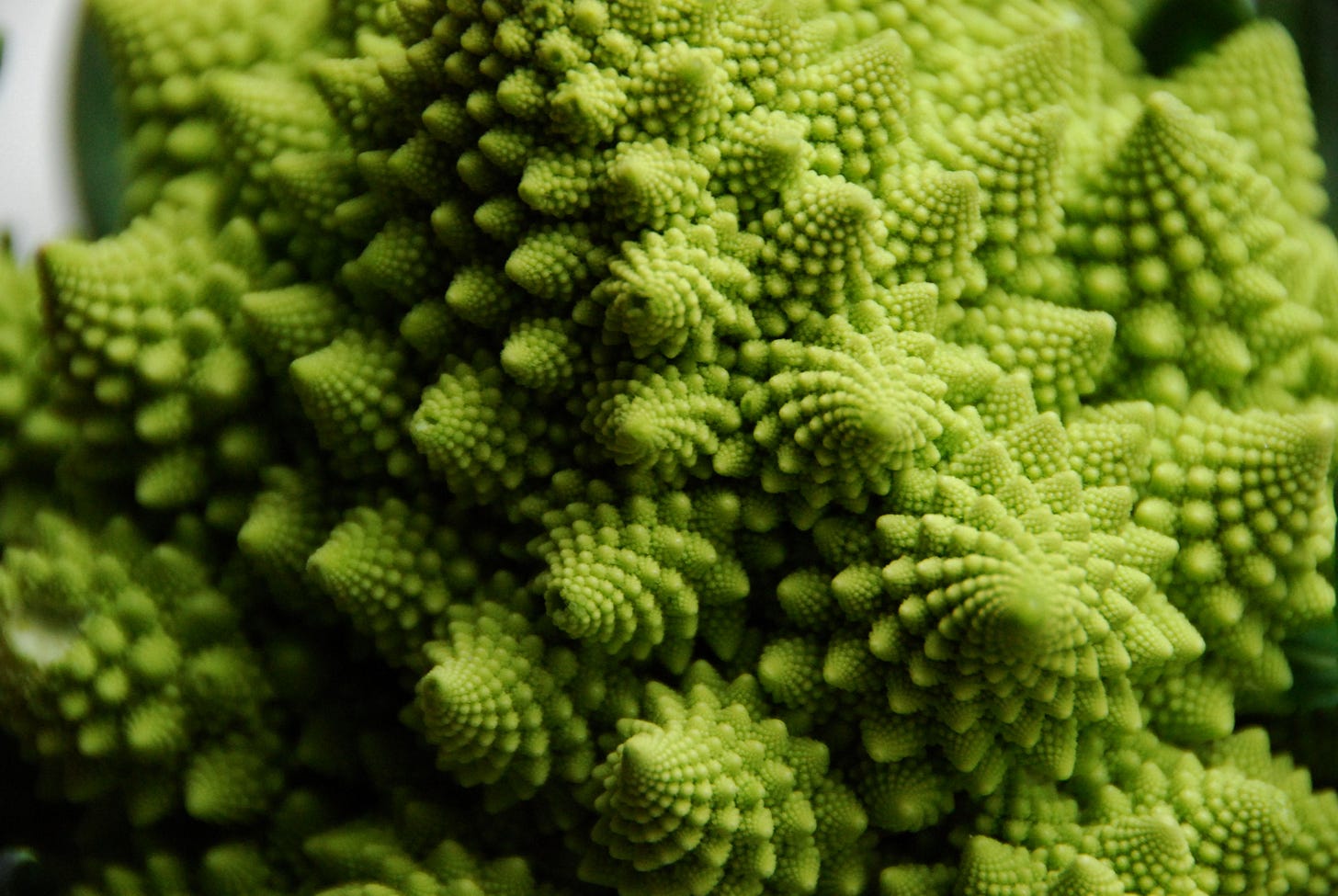 File:Flickr - cyclonebill - Romanesco.jpg - Wikimedia Commons