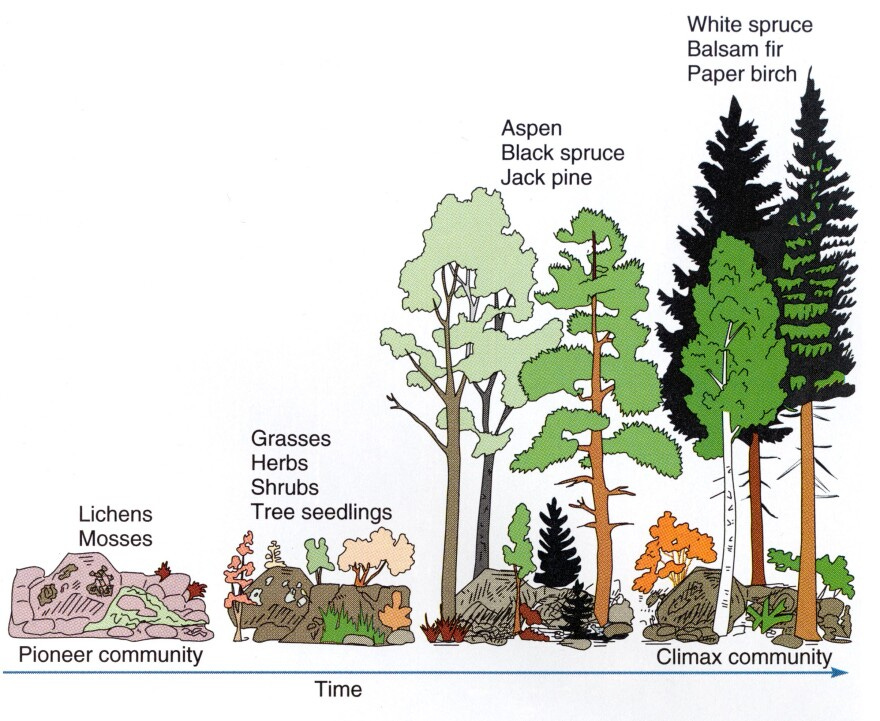 A chart showing forest succession from lichens and mosses to spruce and birch climax communities