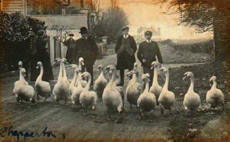 The Swan Sanctuary Saving the Swans – 100 Years Ago - The Swan Sanctuary