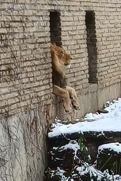 Male African lion sits on the ledge of the exit from his holding area to the external exhibit area, his paws carefully lifted above the snow.