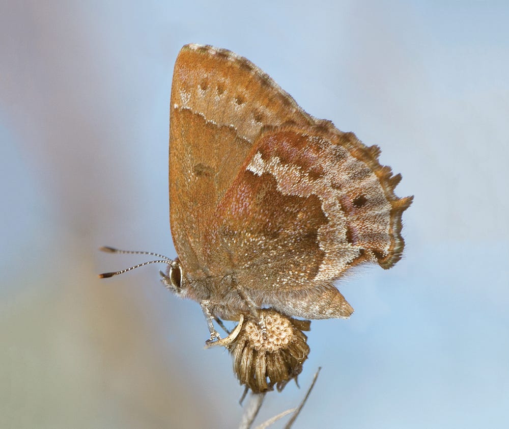 Frosted Elfin (Callophrys irus)