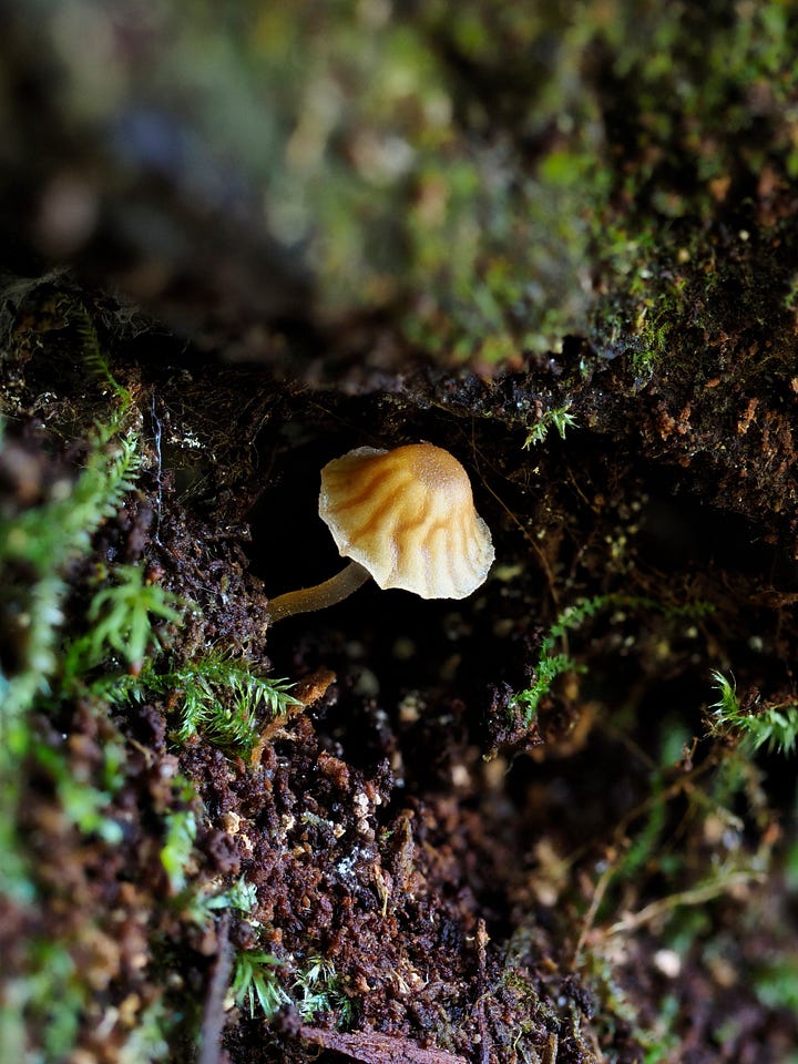 Young Galerina hypnorum msuhroom