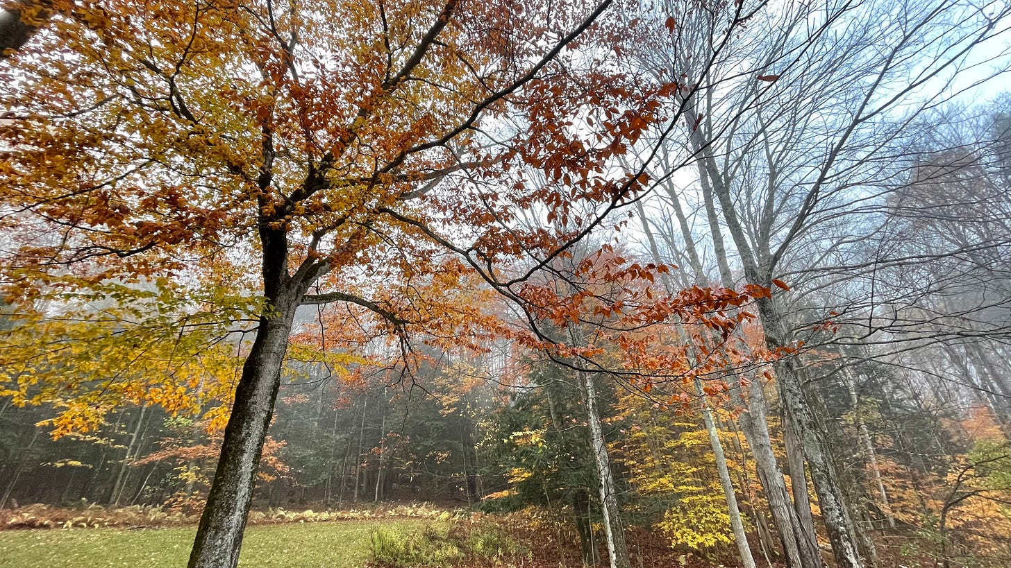 An image of autumn foliage