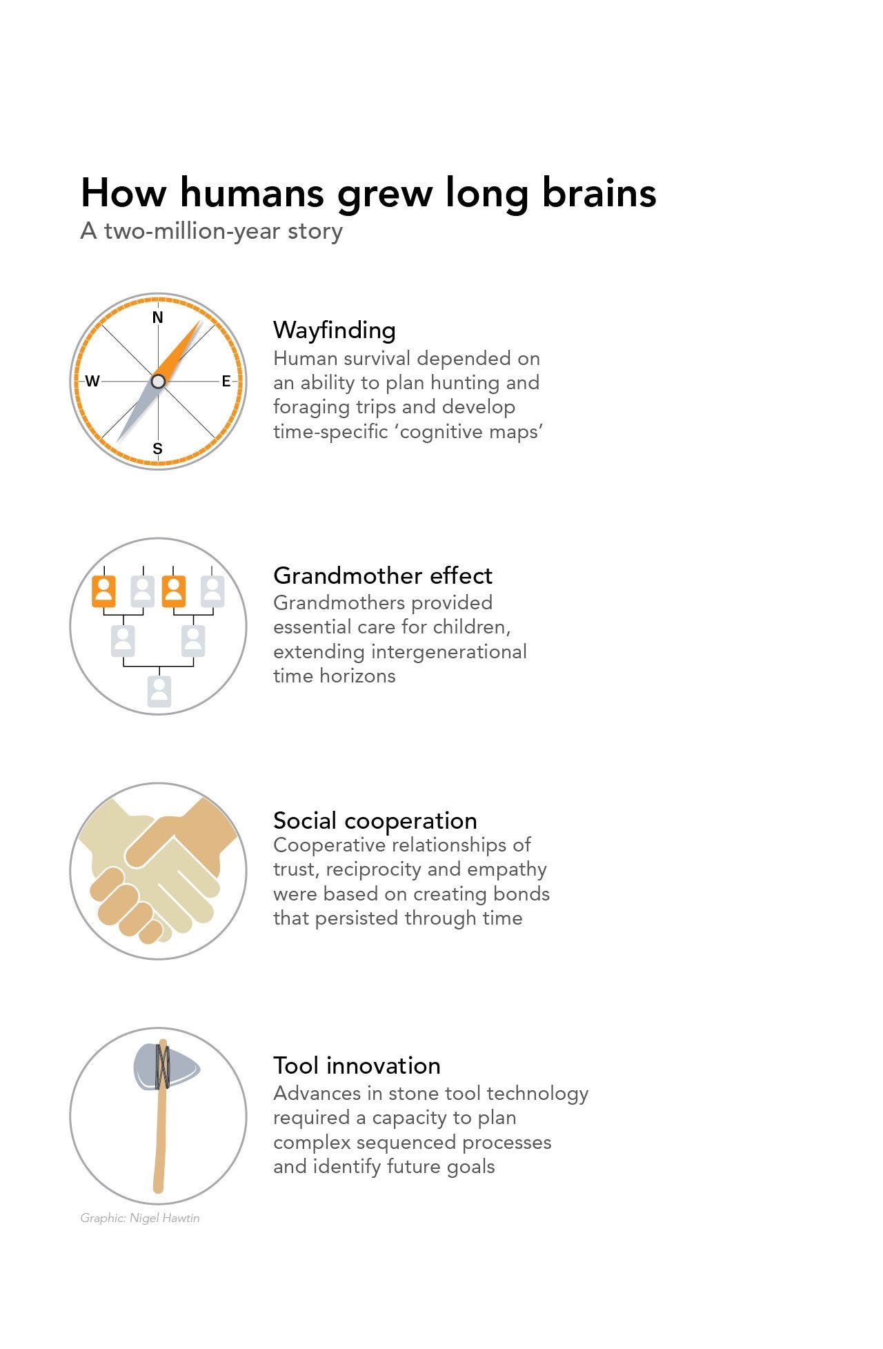 How humans grew long brains 
A two-million-year story 
-w 
s 
Graphic: Nigel Hawtin 
E 
Wayfinding 
Human survival depended on 
an ability to plan hunting and 
foraging trips and develop 
time-specific 'cognitive maps' 
Grandmother effect 
Grandmothers provided 
essential care for children, 
extending intergenerational 
time horizons 
Social cooperation 
Cooperative relationships of 
trust, reciprocity and empathy 
were based on creating bonds 
that persisted through time 
Tool innovation 
Advances in stone tool technology 
required a capacity to plan 
complex sequenced processes 
and identify future goals 