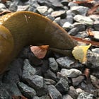 Is Sluggish Leadership What We Need in 2025?