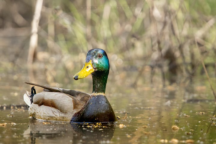 Mallard