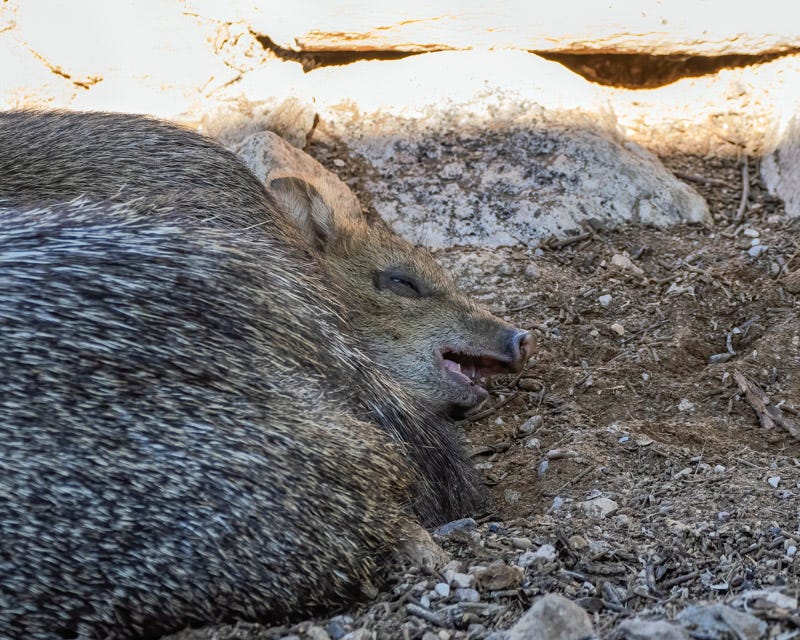 20251207-MBYJavelina-51-Edit.jpg 20251207-MBYJavelina-51-Edit.jpg