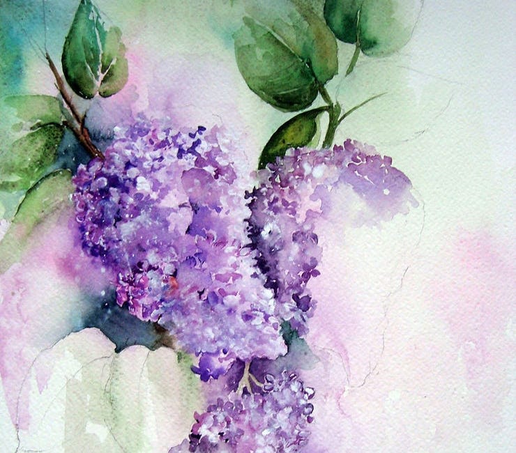 Spring Lilacs