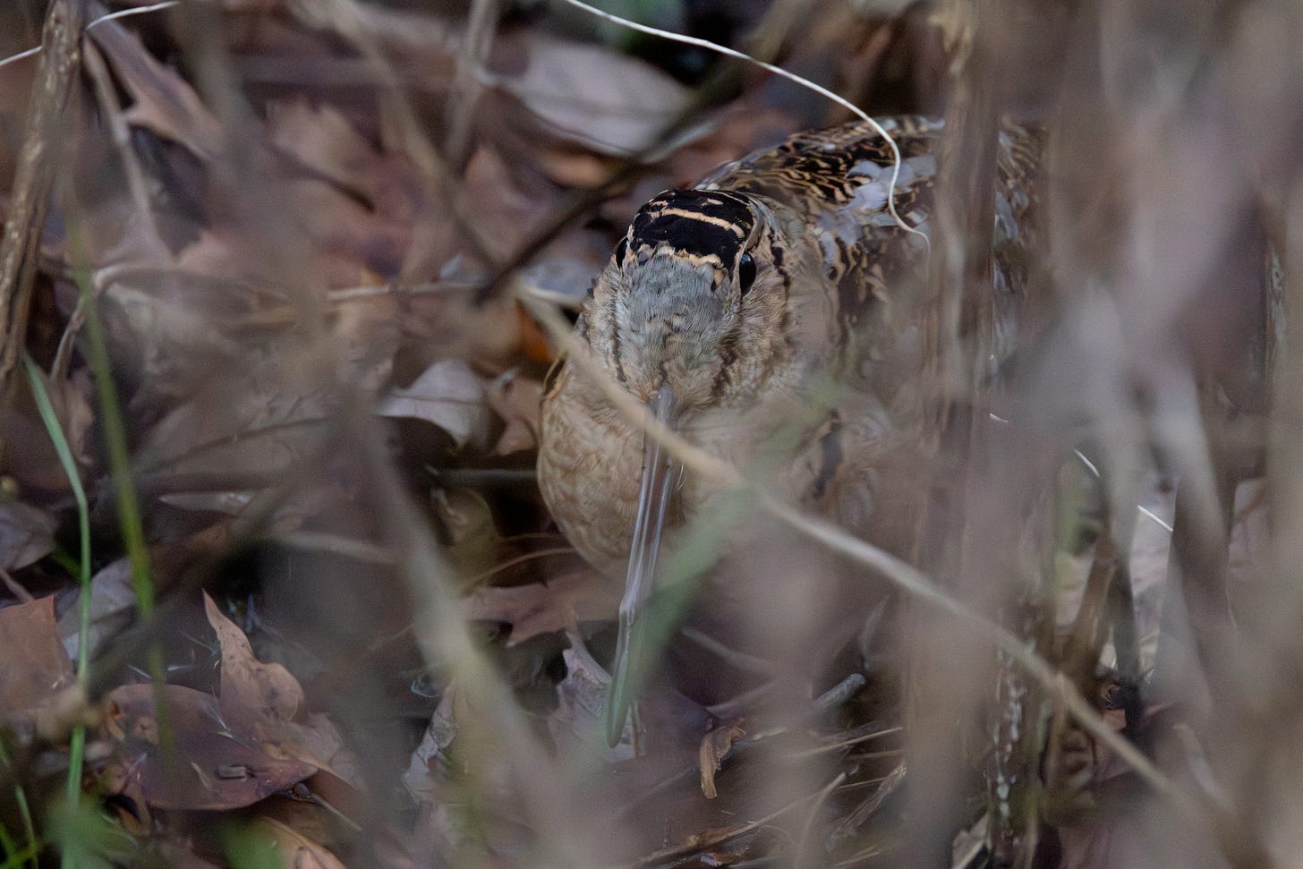 an american woodcock hidden in grass and leaf litter, its head and beak flattened against its belly
