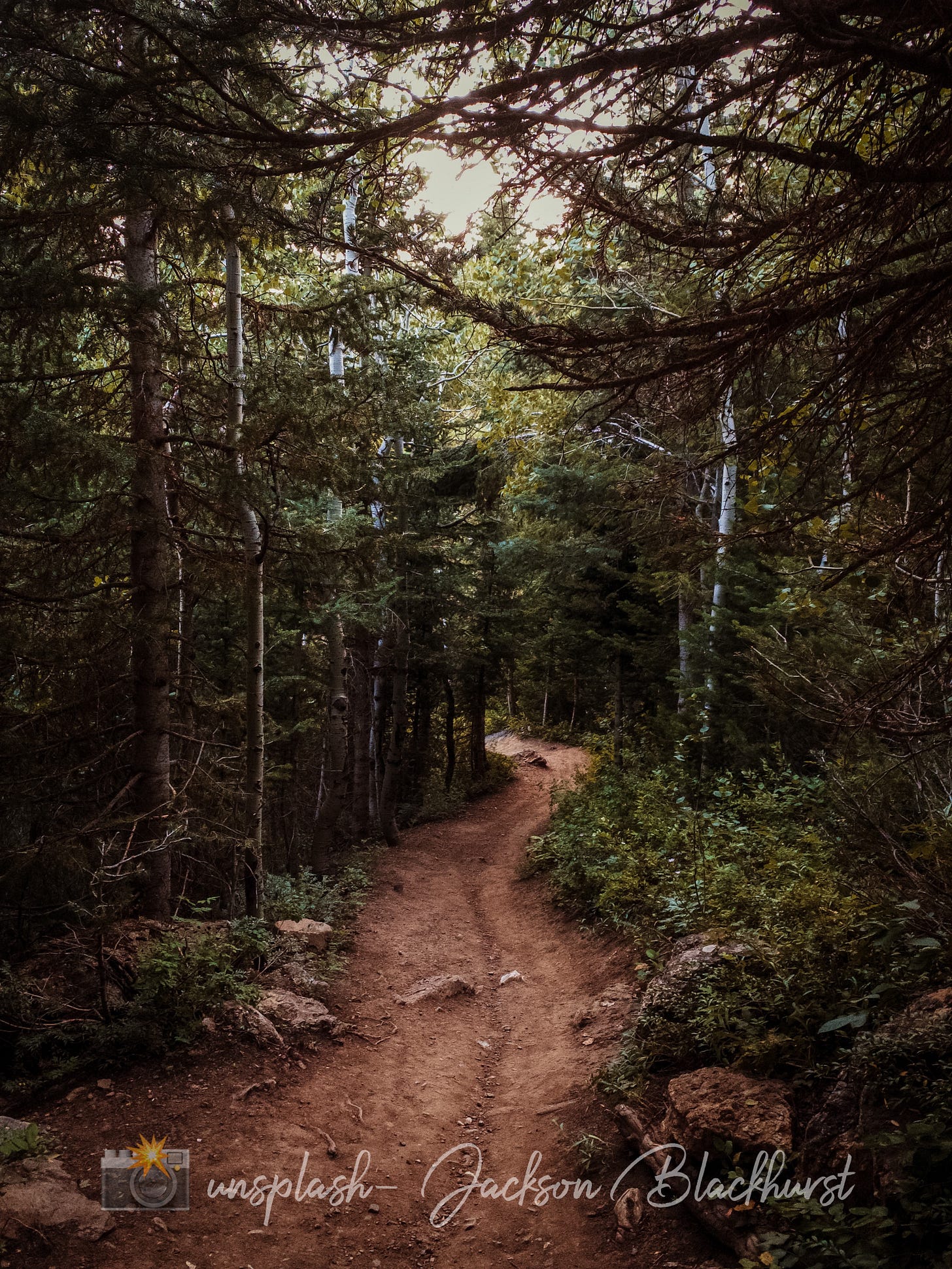 mountain trail through trees mountain trail through trees