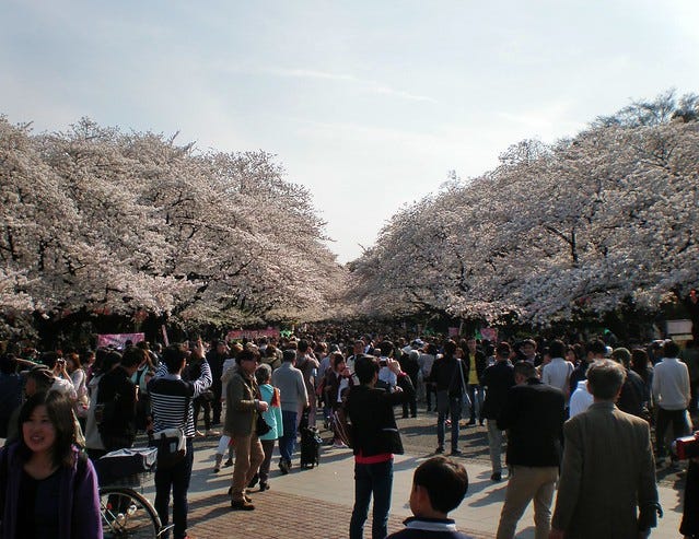Sakura Cherry Blossom at Ueno Park Sakura Cherry Blossom at Ueno Park