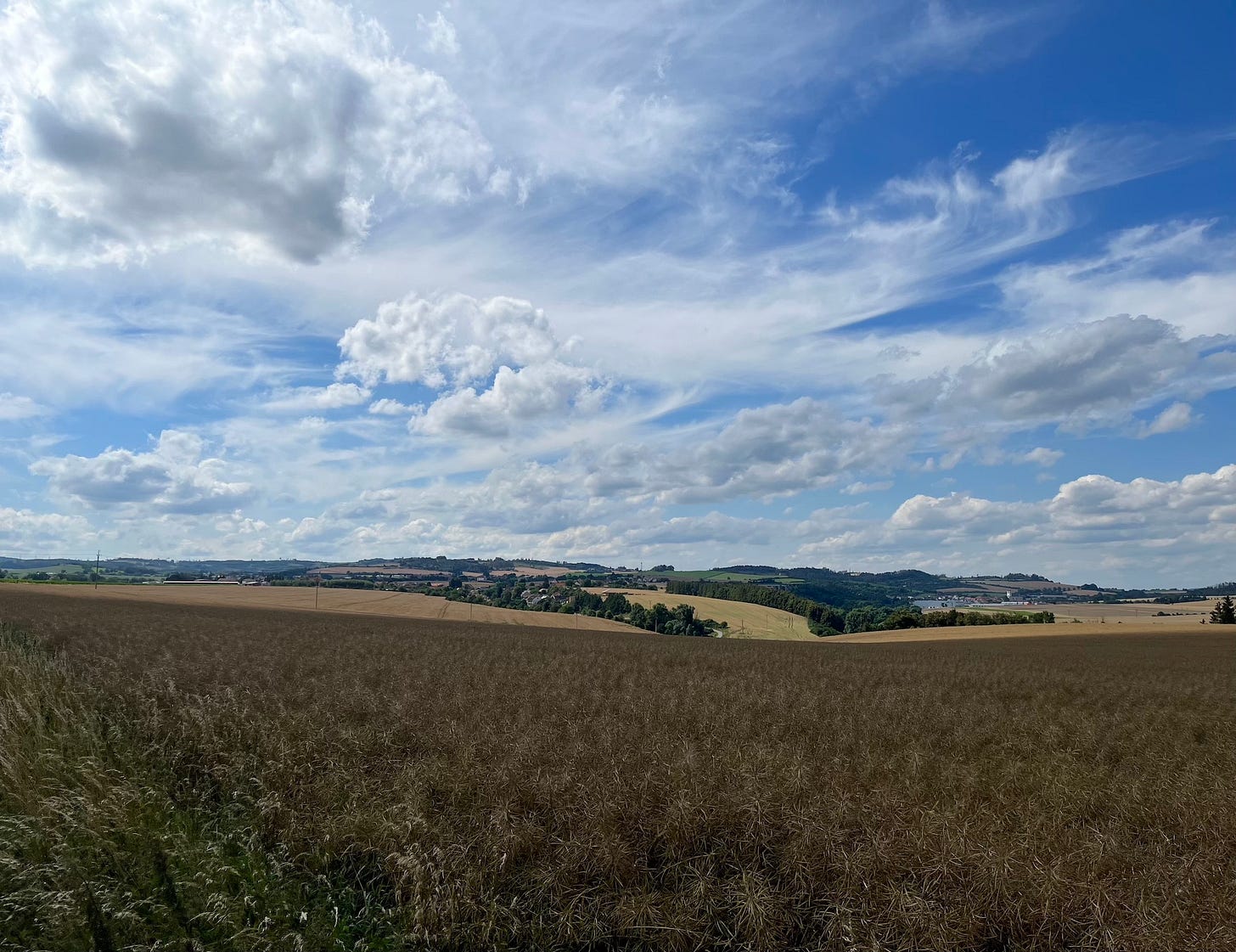 Landscape with rapeseed field and blue sky with puffy clouds.