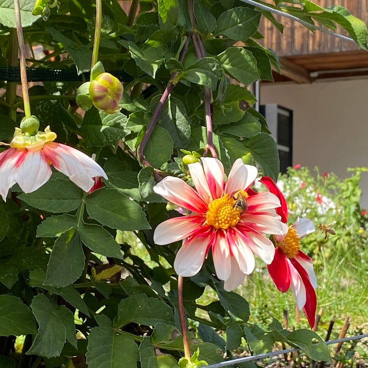 Artwork for Lynne Campbell