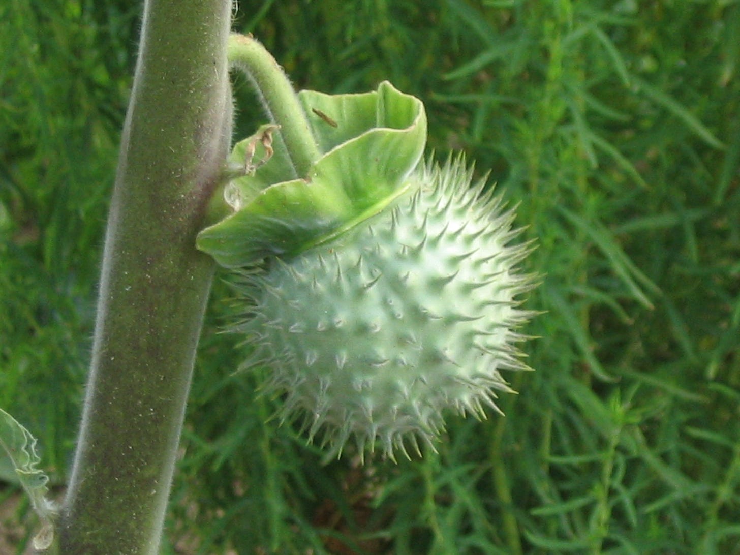 File:Datura fruit.jpg - Wikimedia Commons File:Datura fruit.jpg - Wikimedia Commons