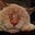 Patte Ormsby's avatar