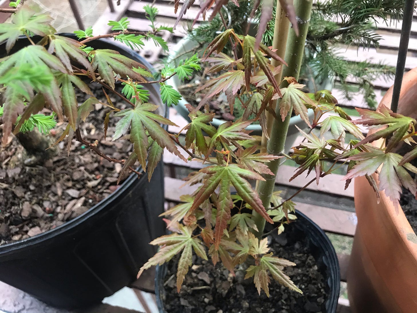 Image description: Photo of four bonsai pots containing a dawn redwood, a spruce, a Japanese maple, and one more tree in early spring bloom. End image description.