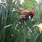 Wilderness: The Death of Sunny
