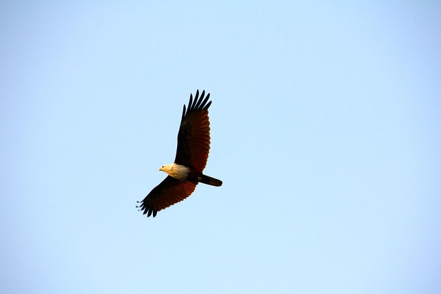An eagle in flight
