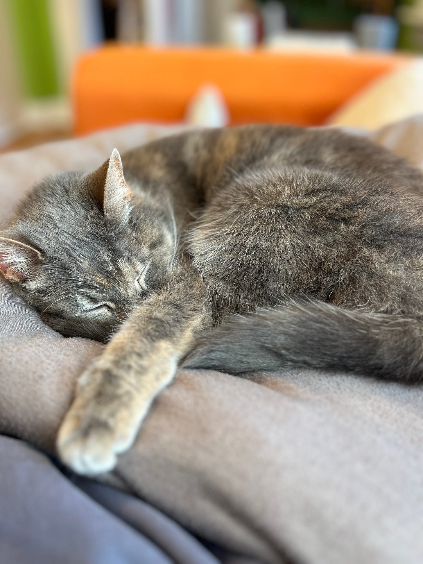 Diluted tortoise gray cat, curled up with eyes closed looking adorable.