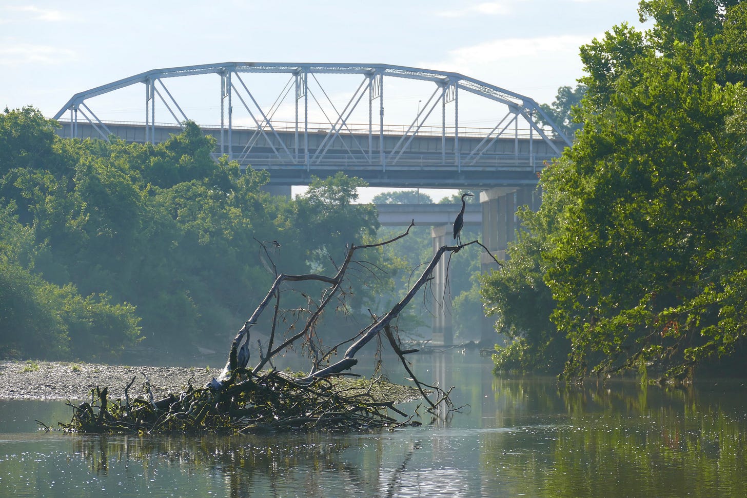 Two great blue herons perched on tree fall in Colorado River, with 1930s steel truss Montopolis Bridge visible in the background