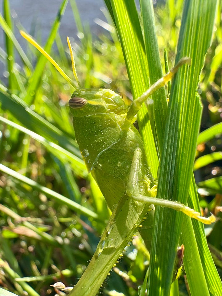 Two grasshoppers in the garden, two close up photos of grasshoppers.  One is green and one is brown. The green one sits on blades of grass, the brown one sits on the woody stalk of a bush. Photos by Anna Loscotoff 2025.