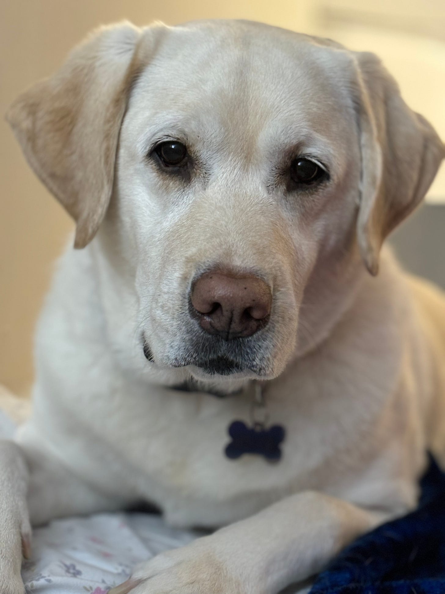 A yellow Labrador retriever puts her paws up on the couch and makes puppy dog eyes.