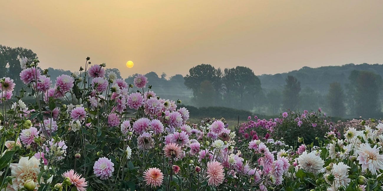 Field Of Dreams - Marlston Farmgirl
