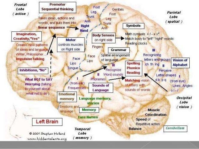 https://image.slidesharecdn.com/04-functionalneuroanatomy-130209160828-phpapp02/95/04-functional-neuroanatomy-14-638.jpg?cb=1360426178