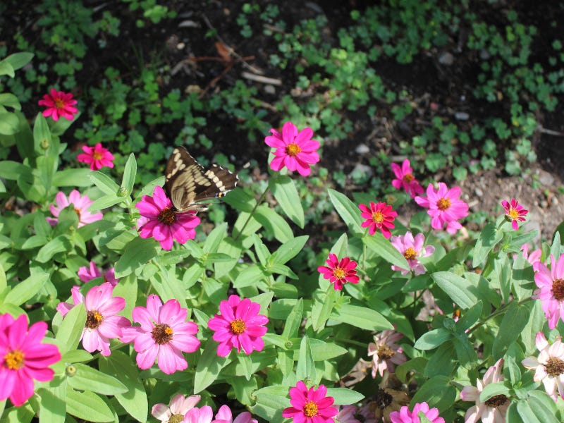 An image of pink flowers and greenery. On one flower perches a yellow and black butterfly in profile. An image of pink flowers and greenery. On one flower perches a yellow and black butterfly in profile.