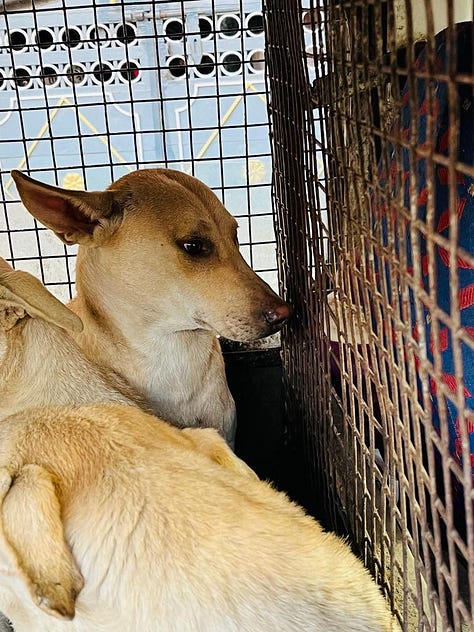Images of adorable doggos being transported for their spay/neuter and vaccination.