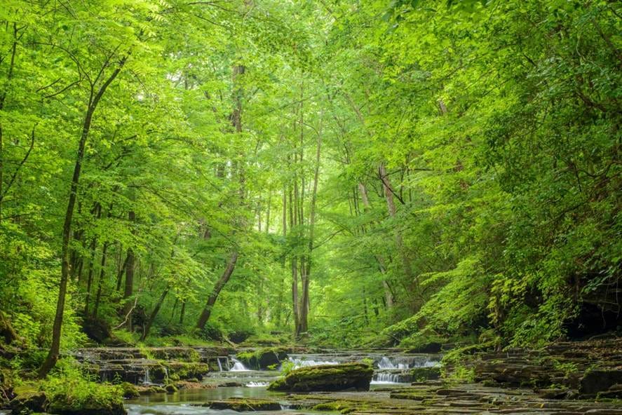 A stream in a forest

AI-generated content may be incorrect.