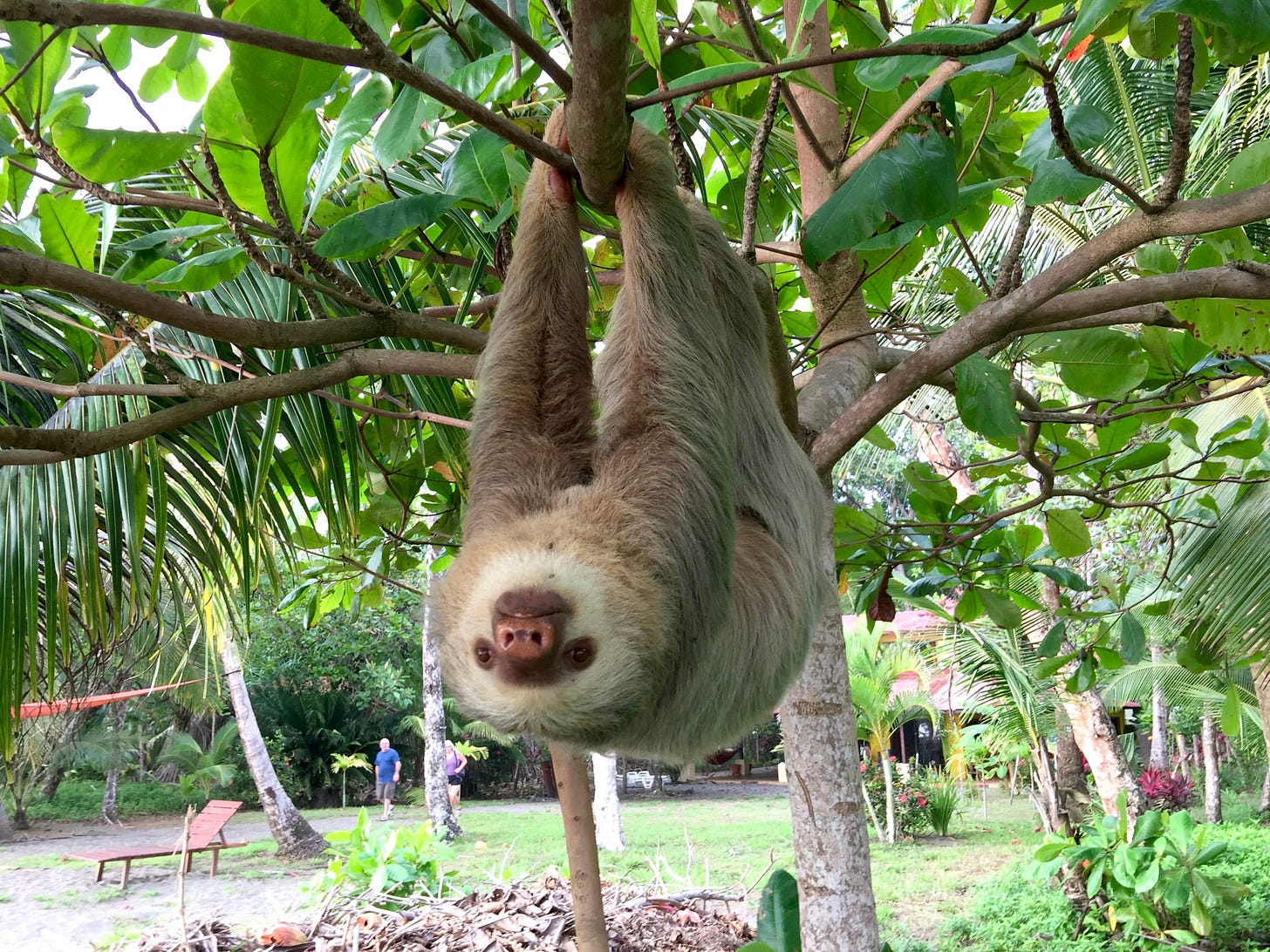 A sloth hangs upside down from a tree branch.