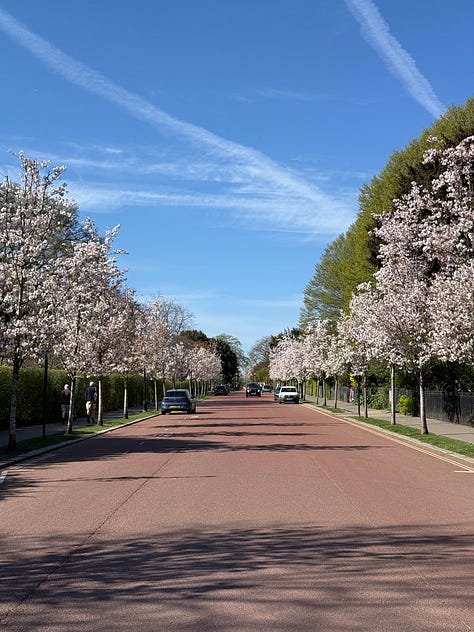 A triptych of spring scenes in a park or garden. The left image shows a formal avenue lined with cherry blossom trees in full bloom creating a pink and white canopy over a paved pathway. The center image features a close-up of a single pink magnolia flower blossoming among green leaves. The right image depicts a winding garden path through trees beginning to leaf out, with white spring flowers like daffodils or snowdrops scattered across the ground beneath them.