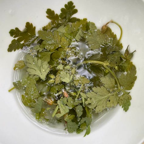 Herb Robert tea
