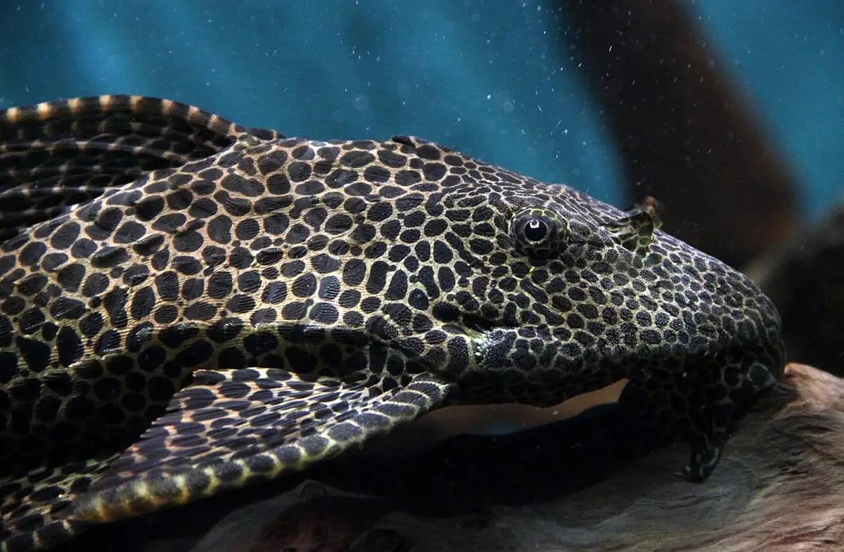A close up of a black suckermouth catfish in an aquarium with white stripes against a blue water background and brown aquarium floor A close up of a black suckermouth catfish in an aquarium with white stripes against a blue water background and brown aquarium floor