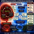APOE4 Hyperexcitability and Membrane Lipid Biology