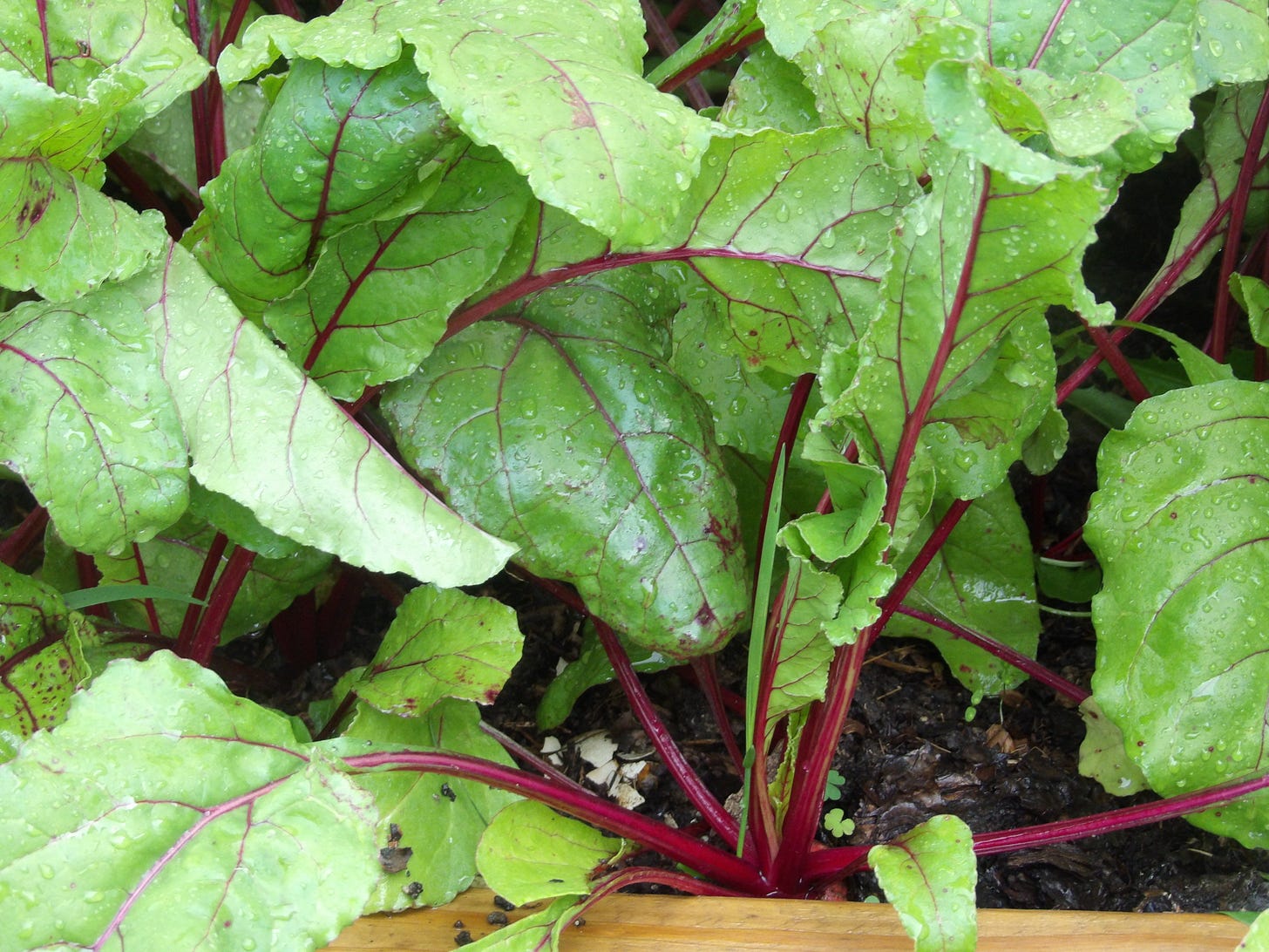 Beets in the Vegetable Garden