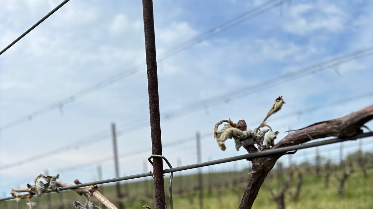 Frost Bites Vineyards in the East