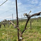"A Gut Punch": Spring Freeze Devastates Vineyards in the Mid-Atlantic